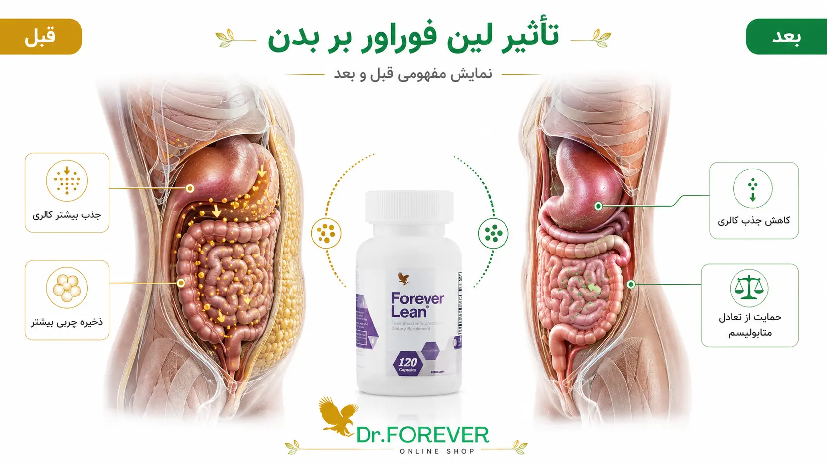 تاثیر لین بر بیولوژیک بدن - نمایش مفهمومی تاصیر لین فوراور در سایت دکتر فوراور